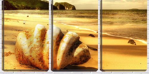 Quadro Decorativo 30x66 Concha Na Beira Do Mar Vintage