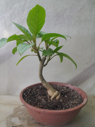 Pre Bonsai De Ombu