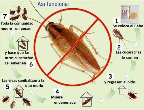 Imagen 3 de 5 de Veneno Para Cucarachas Eliminación 100% Garantizada En24 Hs