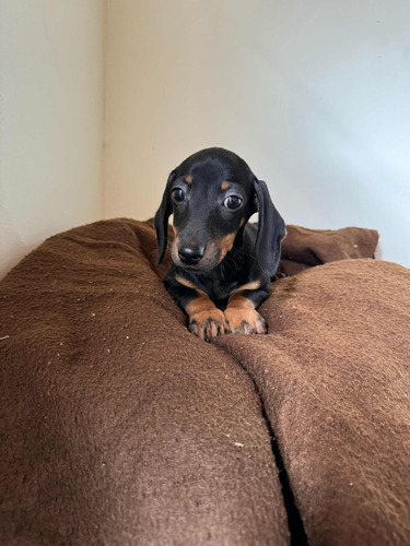 Dachshund Hembra Miniatura Lista Para Entregar Cachorro