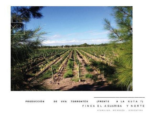 Imagen 8 de 30 de Campo - Finca Productiva De Primer Nivel, Mendoza, 80 Hectareas