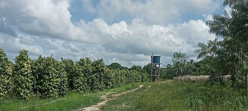Imagem 8 de 14 de Vende-se Fazenda De 51 Alqueires Titulada