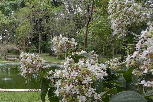Imagem 4 de 6 de Muda De Clerodendro Fragrans, Clerodendro Branco Perfumado.