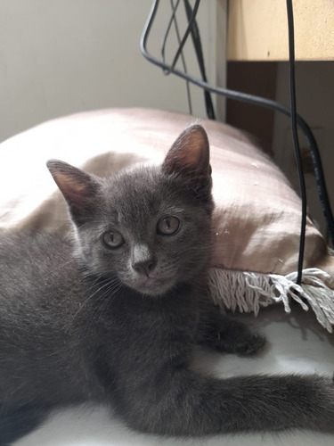 Gato Cinza Exótico