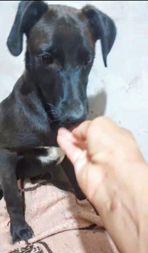 Cachorro Tomi, 5 Meses De Ternurita Total, Medianito, Un Sol