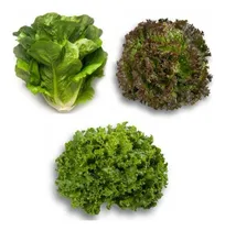Comprar Kit Semillas Lechuga Certificada Hidroponía (3 Variedades)