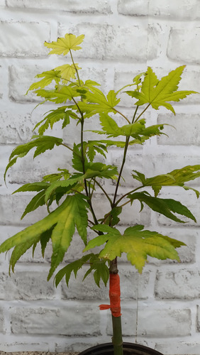 Arce Shirasawanum Aureum Moonrise Verde Lima