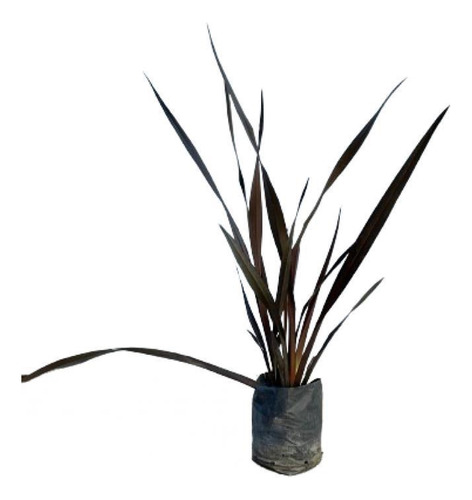 Plantas Cerco Vivo Fornios Rubra 4lts Vivero Zona Oeste X4