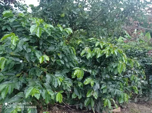 Vendo Hermosa Finca En Ibague
