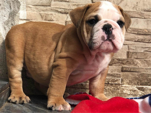 Imagen 7 de 10 de Cachorros Bulldog Inglés Con Pedigri Kcu