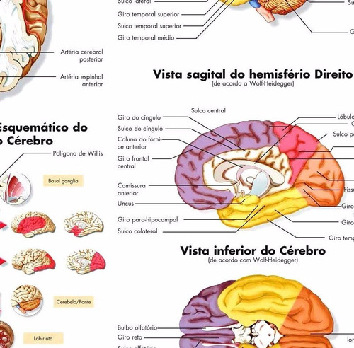 Poster Anatomia Cérebro 65x100cm Para Decorar Sala Clinica