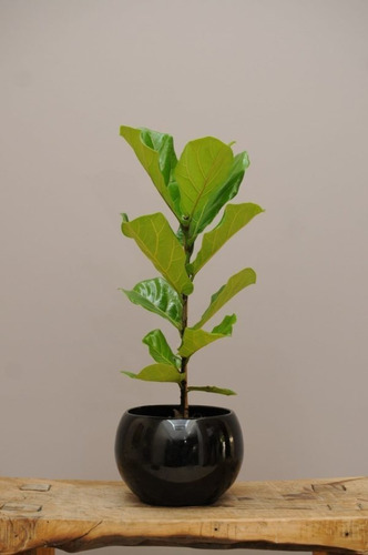 Ficus Pandurata, Ficus Lira Interior Y Exterior. Envíos