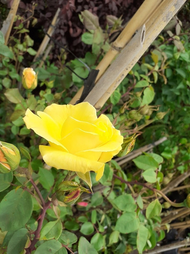 Imagen 2 de 9 de Rosa Trepadora, Rosal Perfumado 15lts