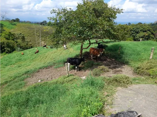 Venta Finca Sector La Pola - 7 Cuadras