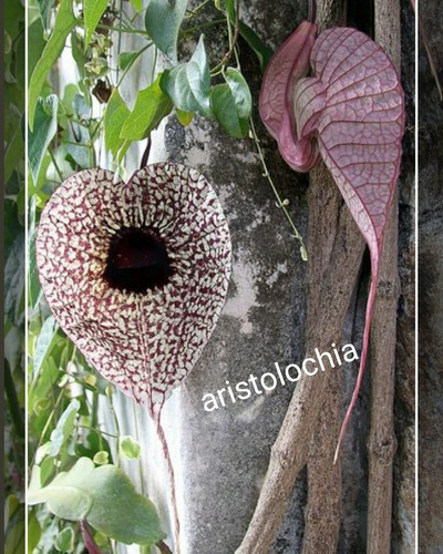 Aristolochia Elegans 20 Semillas Sin Aroma 