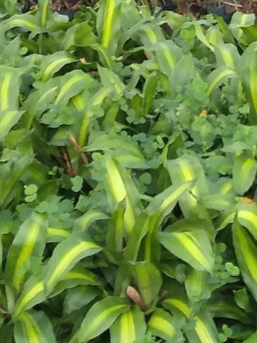 Planta Palo De Brasil