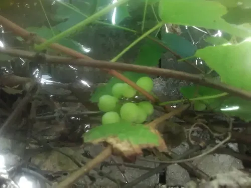 Plantas De Uva Morada Criolla
