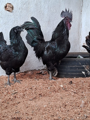 Ovos Férteis Ayam Cemani Indonésios 10 Unidades