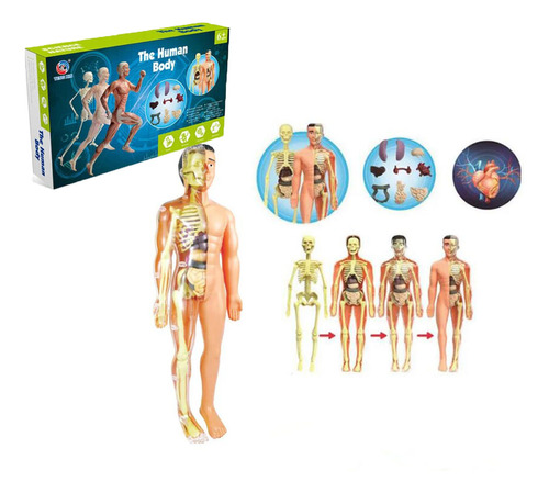 Kit De Maqueta De Torso De Cuerpo Humano 3d Science De 1 Pie