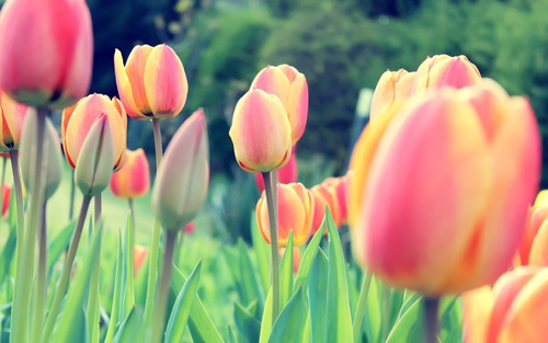 Tulipanes Bulbos Hermosos Tulipanes De Colores En Bulbo | Envío gratis
