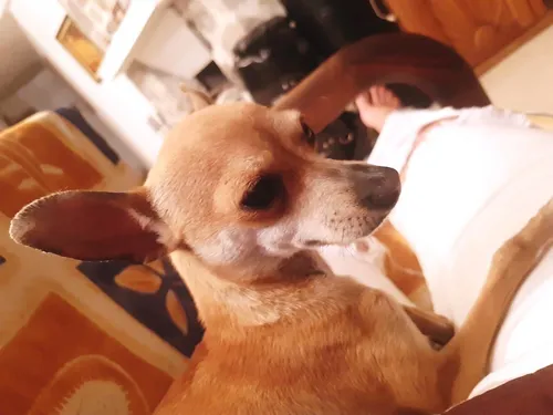 comprar Guapo Perro Chihuahua Llamado  Goliat  Busca Novia P Cruza