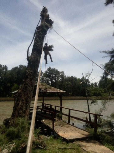 Imagen 5 de 5 de Poda En Altura Tala Extracciones De Raíz ( Los Amigos)