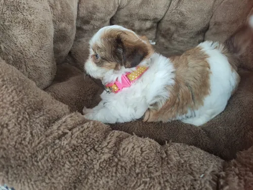 Cachorros Shih Tzu Mini Perros Shitzu De Ojos Azules Mocoa
