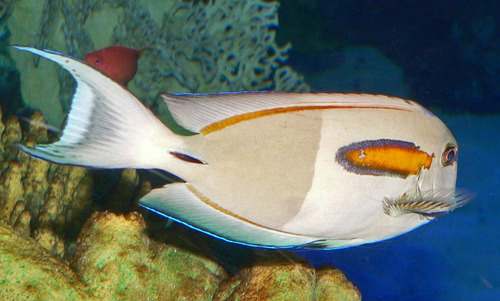 Acanthurus Olivaceus - Pez Marino