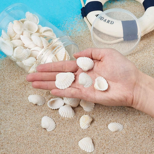 Pequeñas Conchas Marinas Pequeñas Almejas Blancas A Granel C