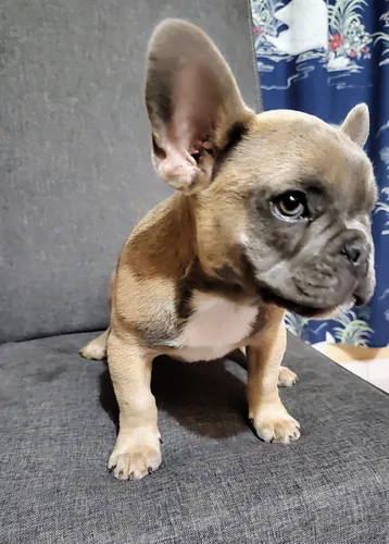 Blue fawn sales bulldog frances