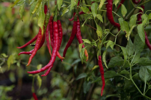 500 Semillas De Chile Pico De Pájaro + Germinación