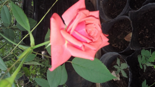 Rosal Polyantha (floribunda) Amarillo (mac. 4 Lts) -