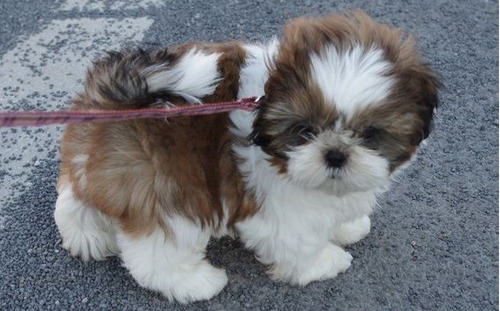 Cachorro Shih Tzu Perrito Shitzu Cachorro Shitzu Perro