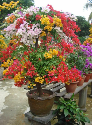 Bugambilia Mil Colores (multicolor)