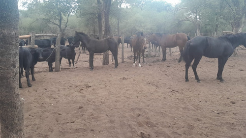Vendo Finca En Tolloche (recibo Permutas)