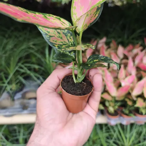 Mudinha De Aglaonema Red Vermelha | MercadoLivre