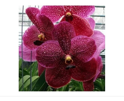 Orquídea Vanda Kit Com 5 Mudas De Cores Variadas