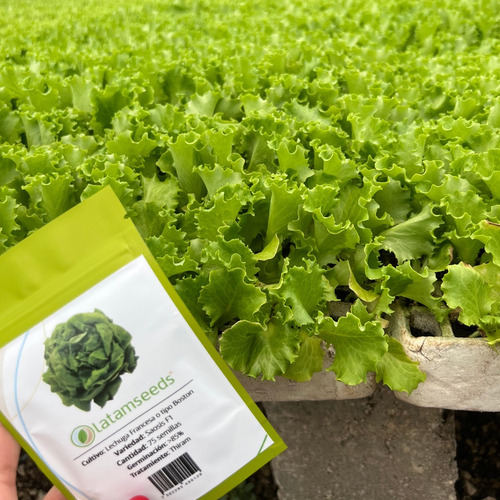 Semilla F1 Lechuga Francesa Tipo Boston Huerto Urbano