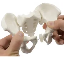 Comprar Pelvis Femenina Humana Modelo Anatómico Calidad Santiago    