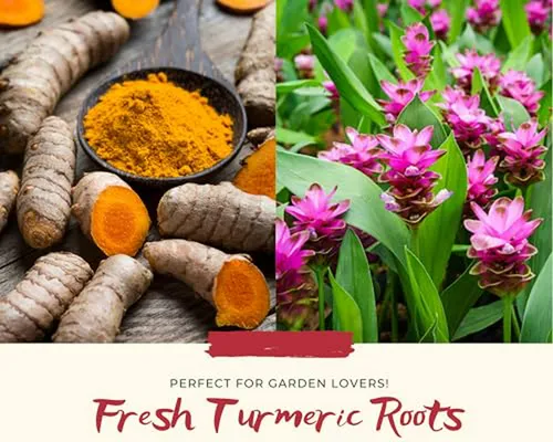 1 Libra De Raíces Frescas De Cúrcuma Rizomas De Cúrcuma Dora