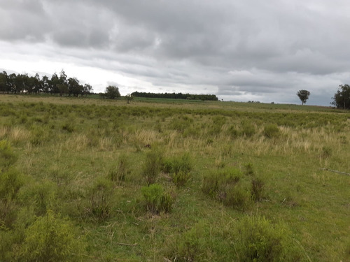 Imagen 11 de 13 de Chacras De 3 Has En Venta En Ruta 40 Kilometro 92.500 A 17 Km De Tala Maravilla De Cañada Chury