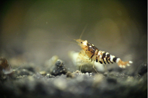 Camarón De Acuario Caridina Black Tibee