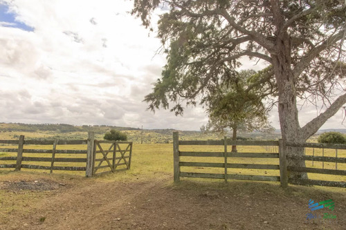 Estancia De 895 Has, Campo Mixto Ganadero - Forestal Muy Bien Ubicado