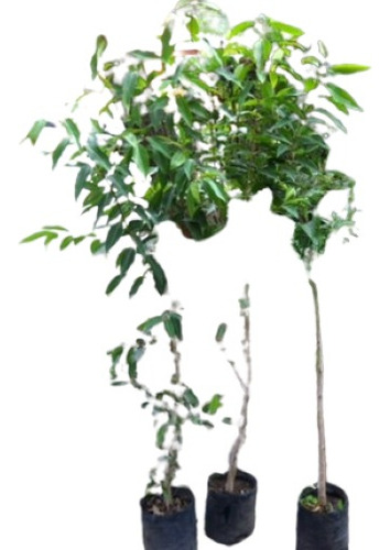 Árboles Frutales: Pomarosa, Manzana Rosa,jambolero