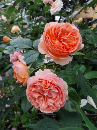 Rosal Exótico Chippendale