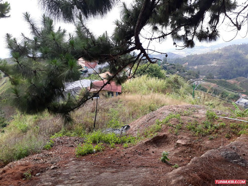 Imagen 3 de 9 de Terrenos En Venta