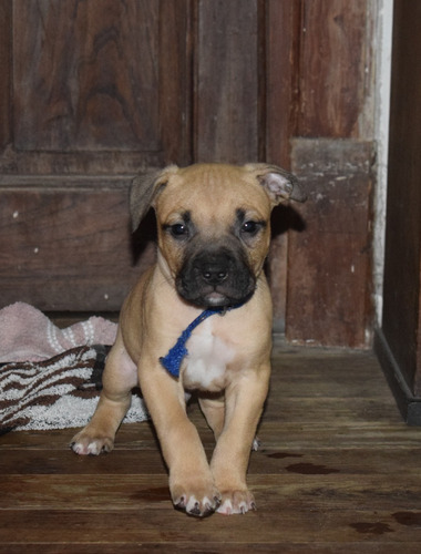 Imagen 6 de 8 de American Pit Bull Terrier ( Camada )