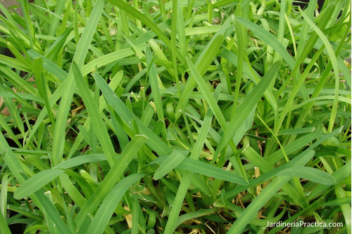 3 Kg De Semillas De Pasto San Agustin Alta Resistencia 