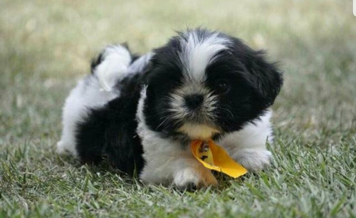 Filhotes De Shih Tzu