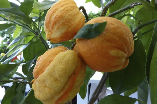 Citrus Aurantium Limón No Semilla Arbolitofrutal Exótico 